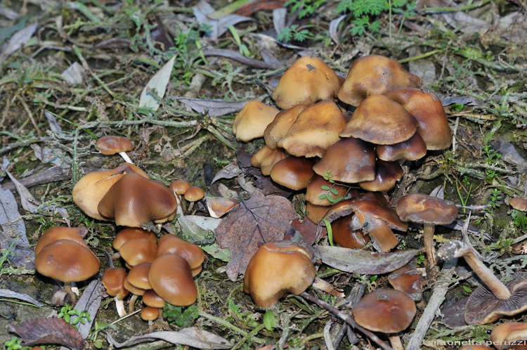Galerina? (cfr. Hypholoma ericaeum)